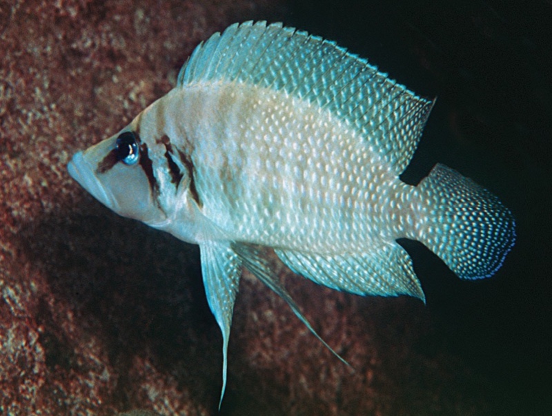 Altolamprologus calvus 'Cape Kapembwa' (White)